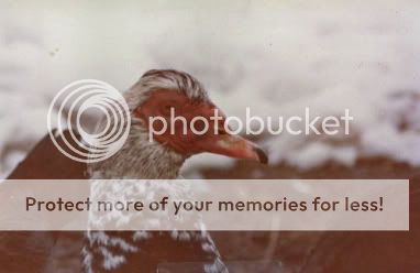 12-27-2008-17-26-15-250.jpg