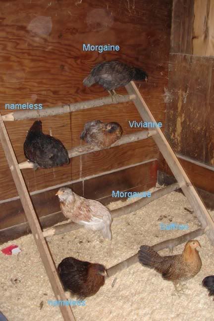 Roostingchickenscopy.jpg