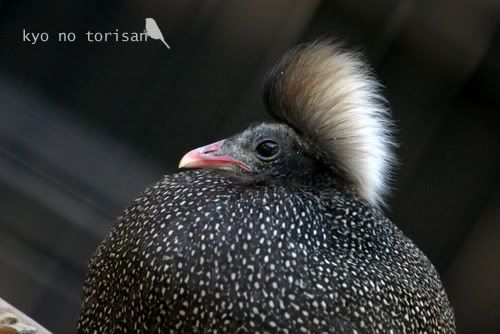 Rheinardiarestingalertcrest-1.jpg