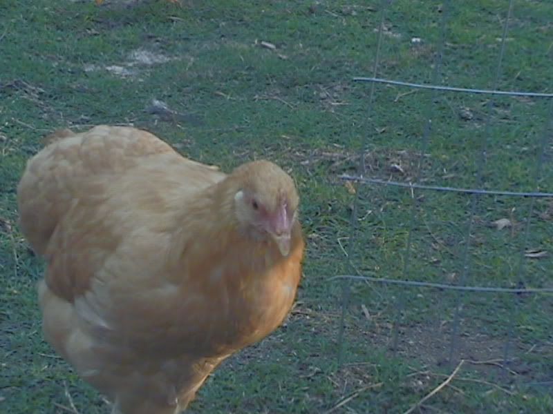 chicken009.jpg