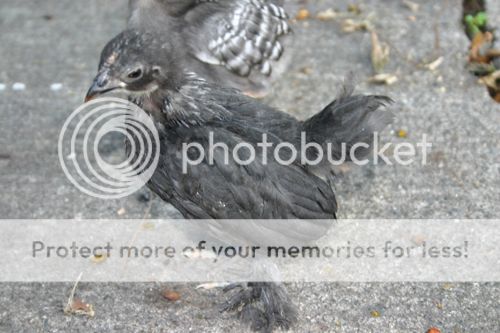 raven.jpg