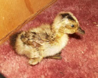 luckyduckling.jpg