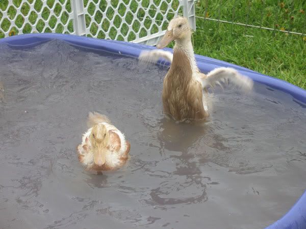 ducks1.jpg