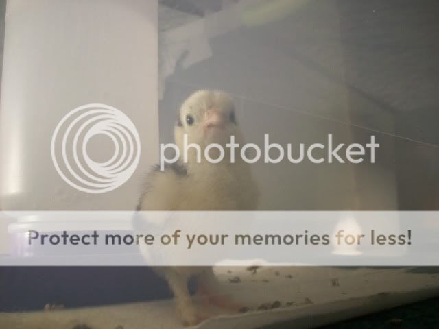 chick016.jpg