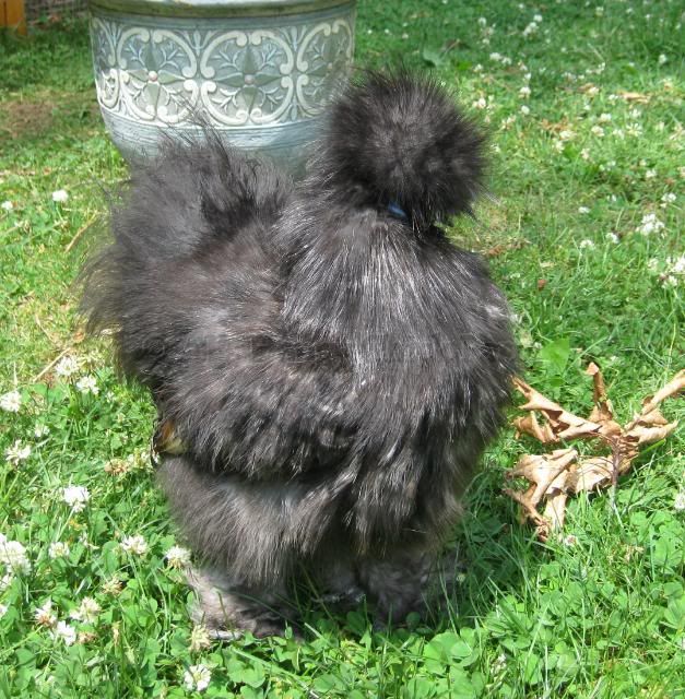 splitcock1.jpg