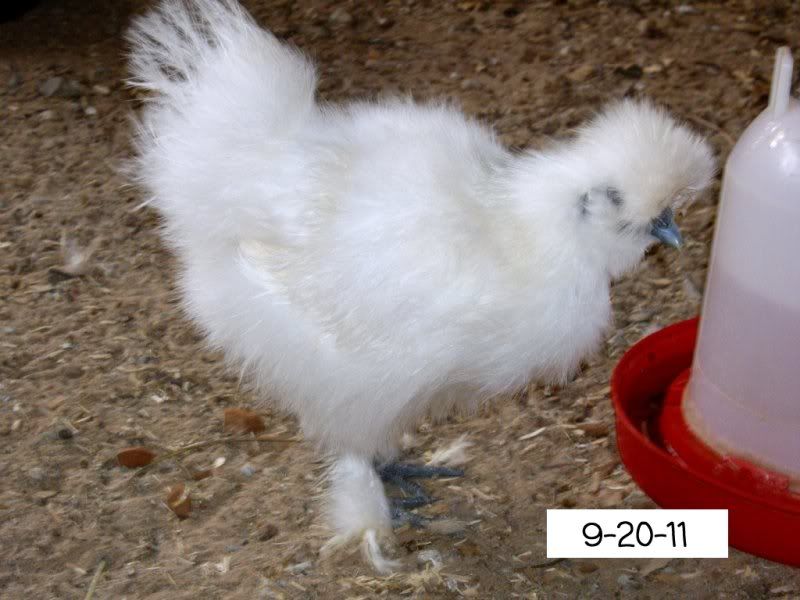 Silkie.jpg