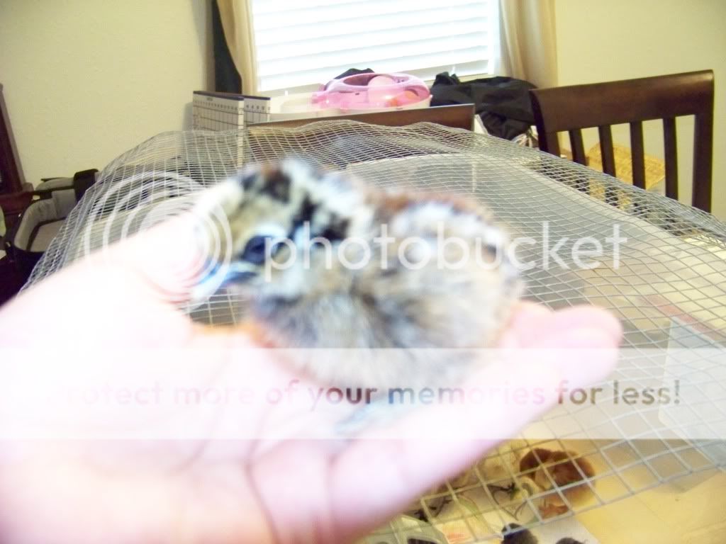 100_1617.jpg