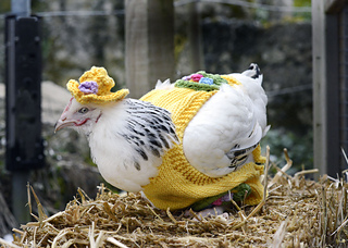 close_up_yellow_chicken_small2.jpg