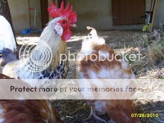 happyhens029.jpg