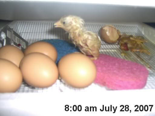 hatchingchicks0351.jpg