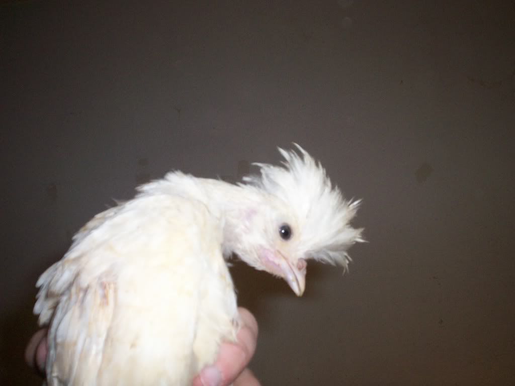 newchicks020.jpg