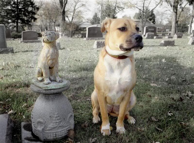 WATCHDOGLarge.jpg