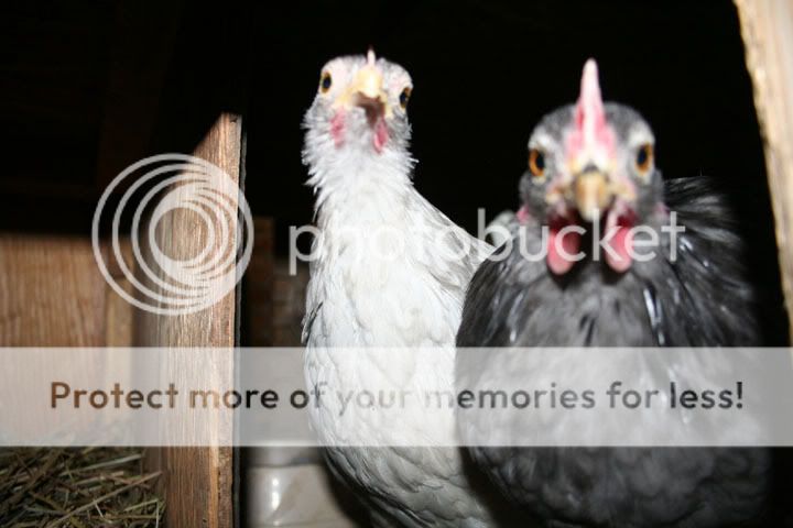 YoungCochins011408.jpg