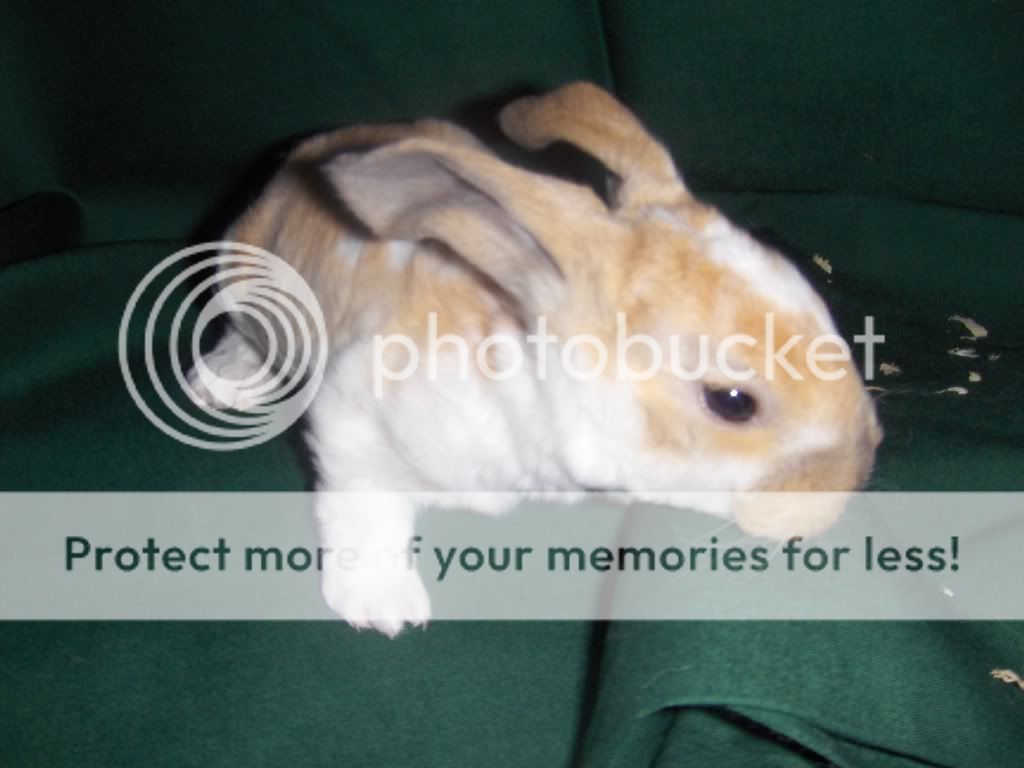 bunnies02015.jpg