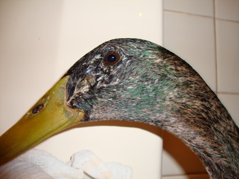 eye.jpg