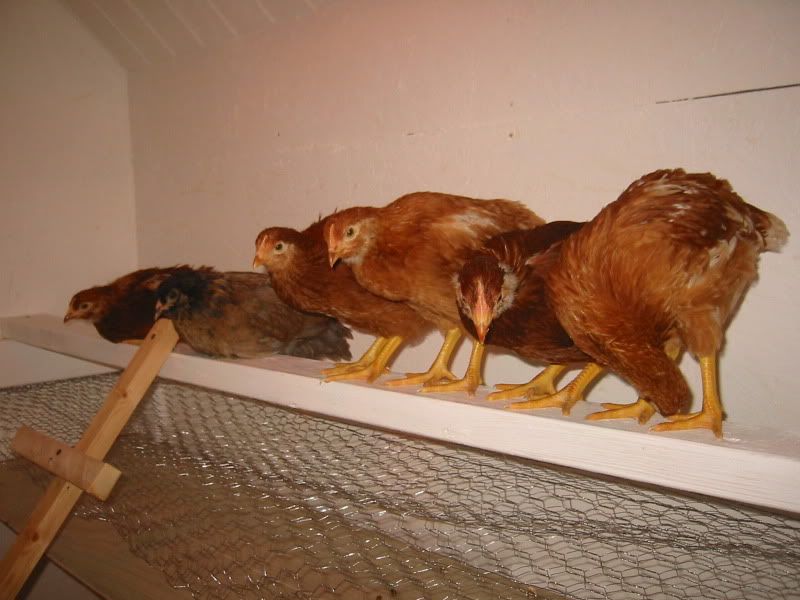 175-7591_IMG.jpg