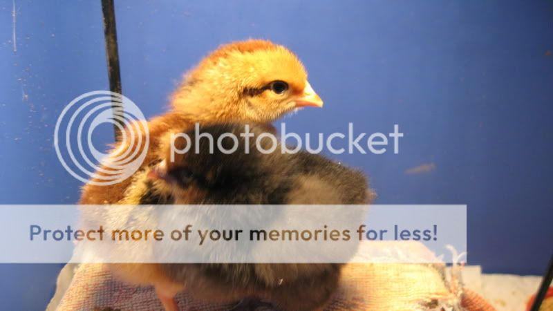 IMG_0895.jpg