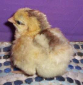 BlueRedchick.jpg