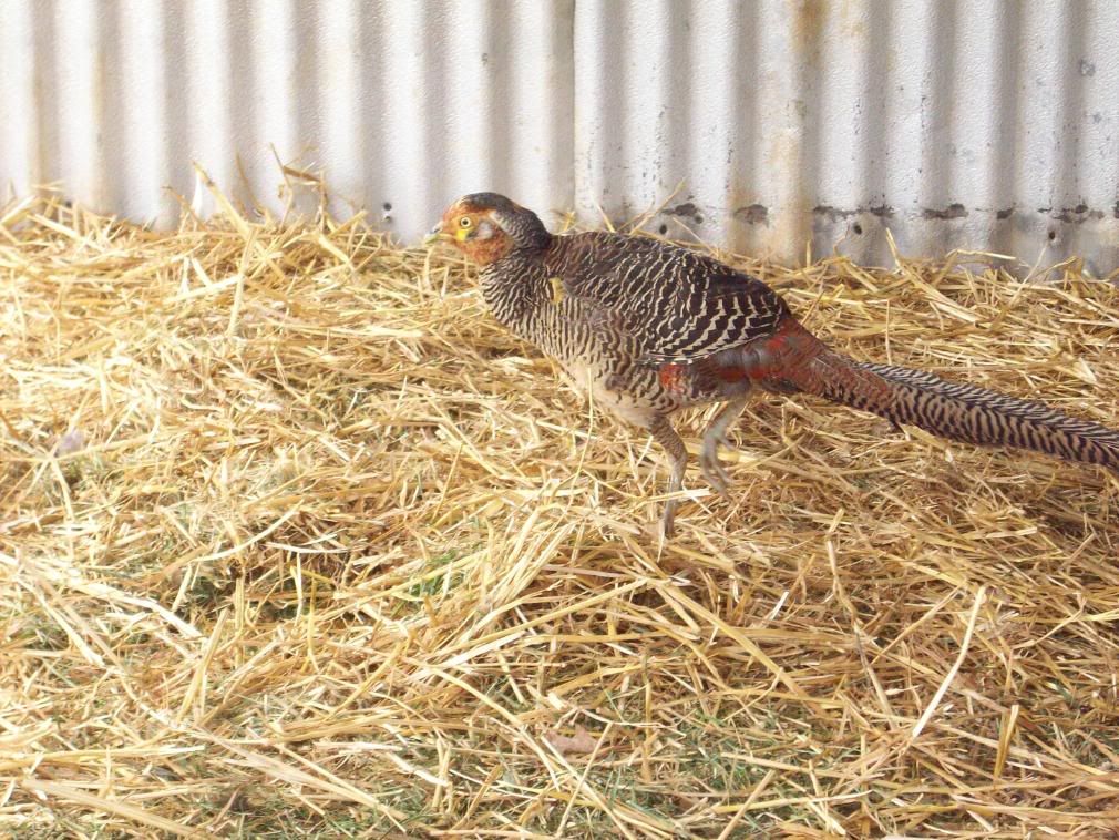 Chickens032.jpg