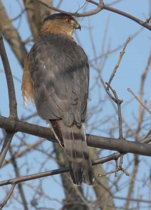 coopers_hawk_9.jpg
