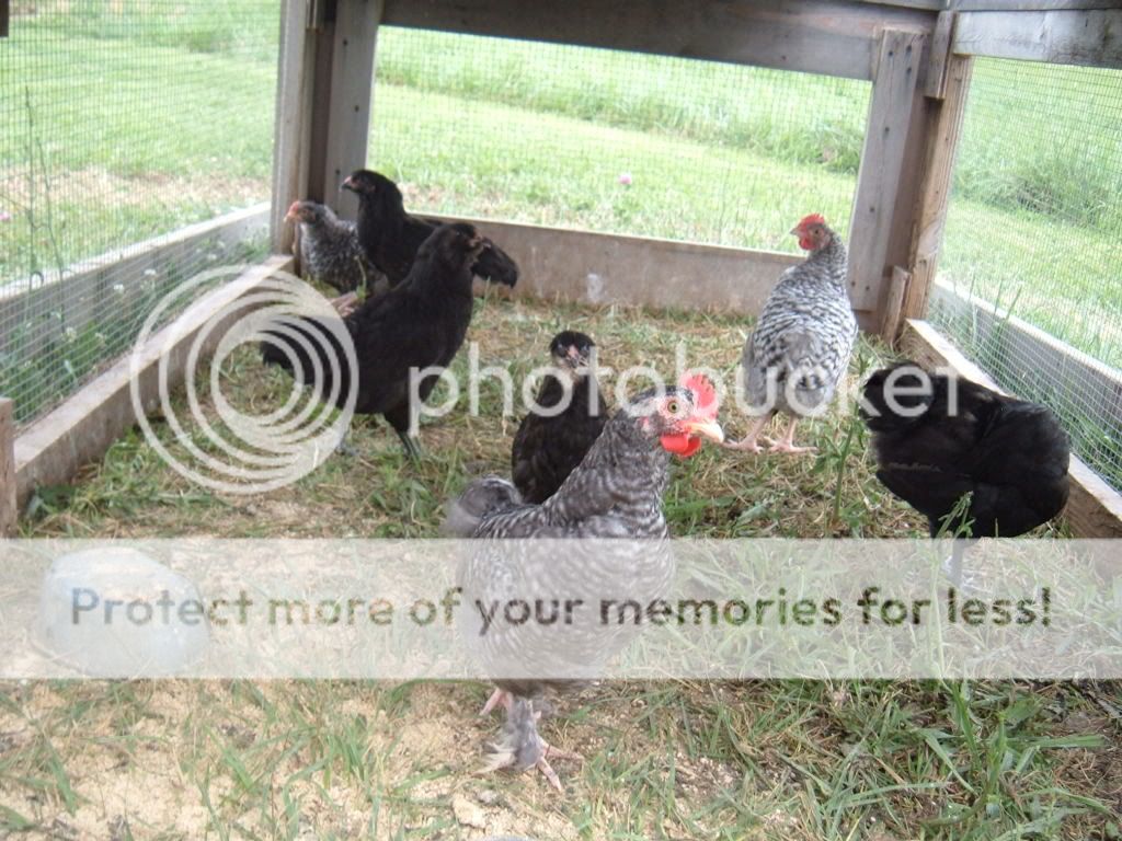 fromthefarm7-24-08013.jpg