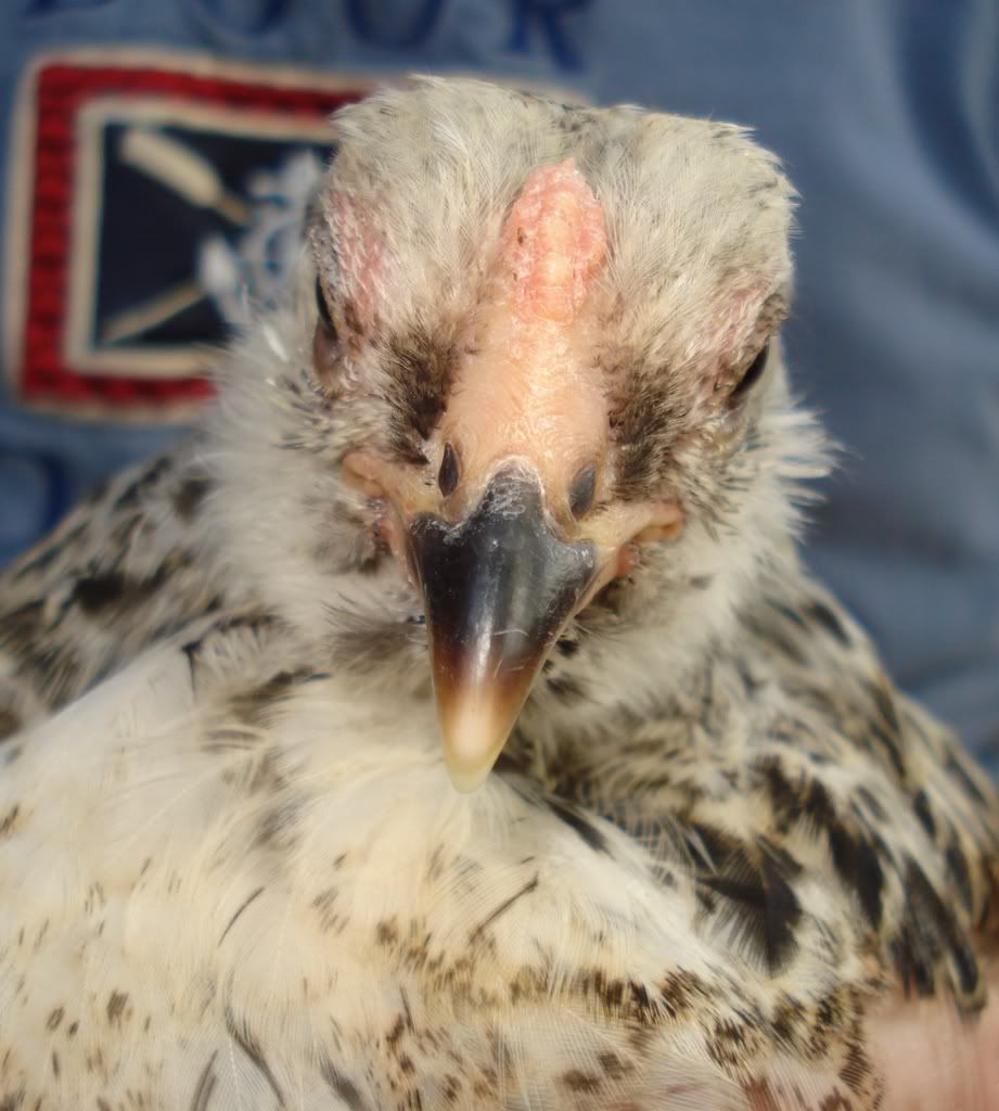 EEchick1a-8wks.jpg