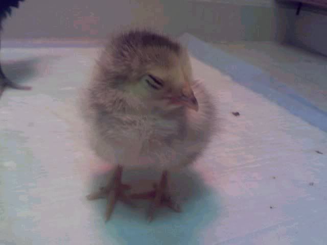 chick2.jpg