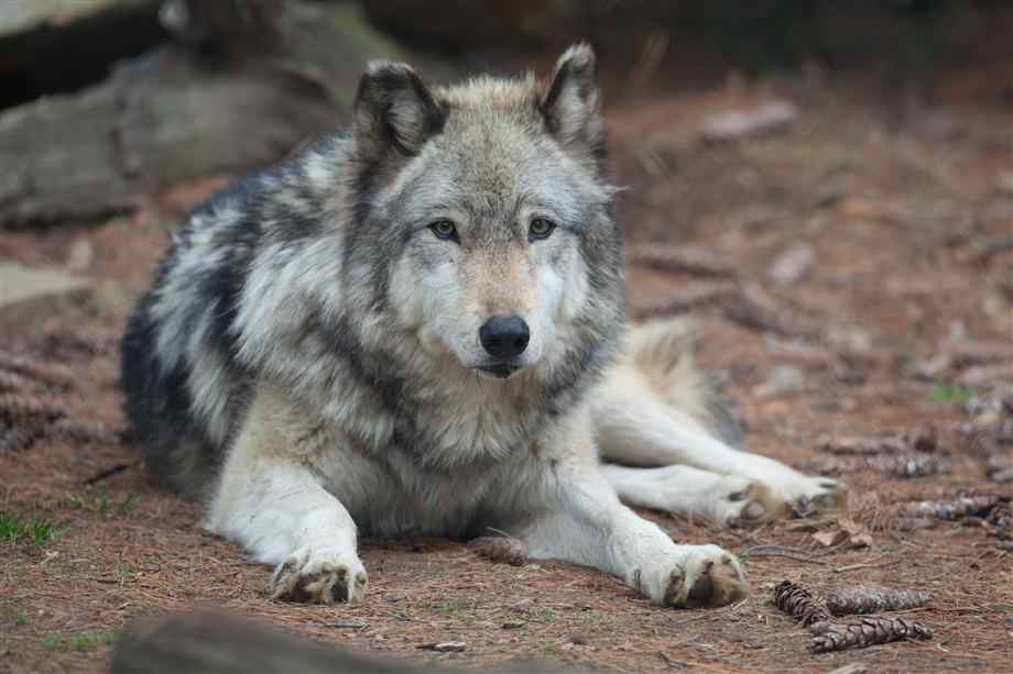 grey-wolf.jpg