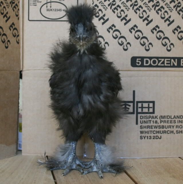 chick3comb.jpg