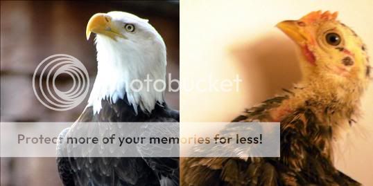 eagle.jpg