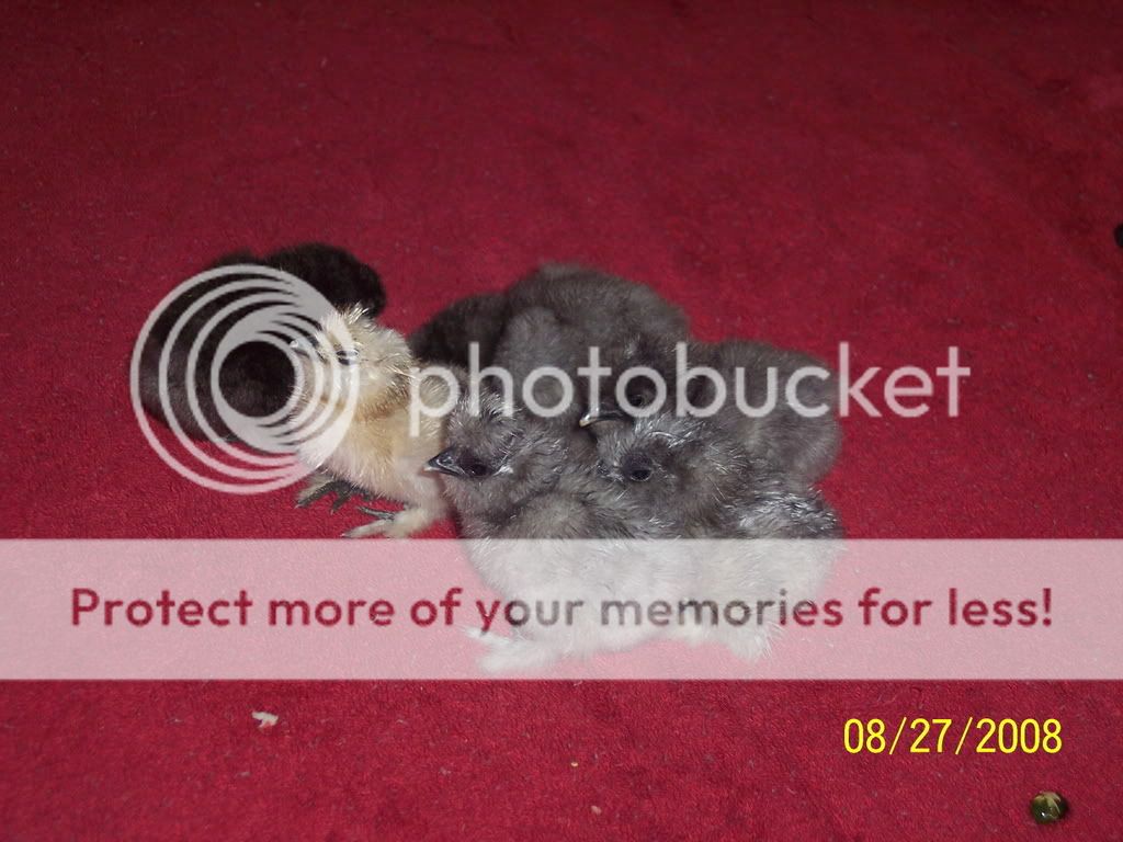 Picture104.jpg