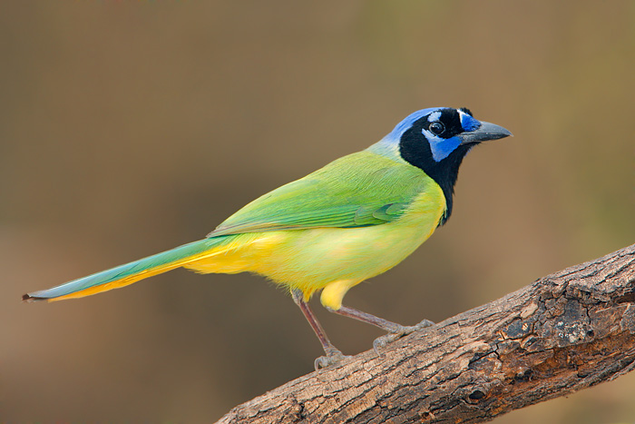 5814_Green_Jay_02-16-2008_1.jpg