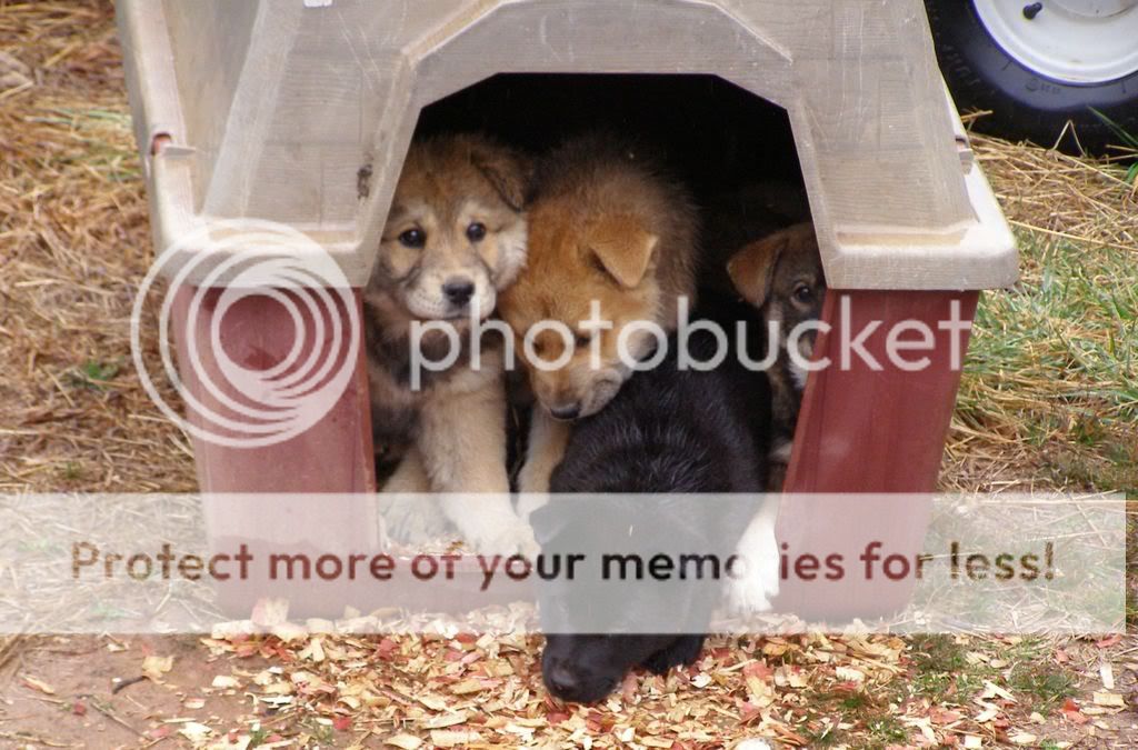 Puppies1.jpg