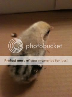 IMG_8930-Copy2.jpg