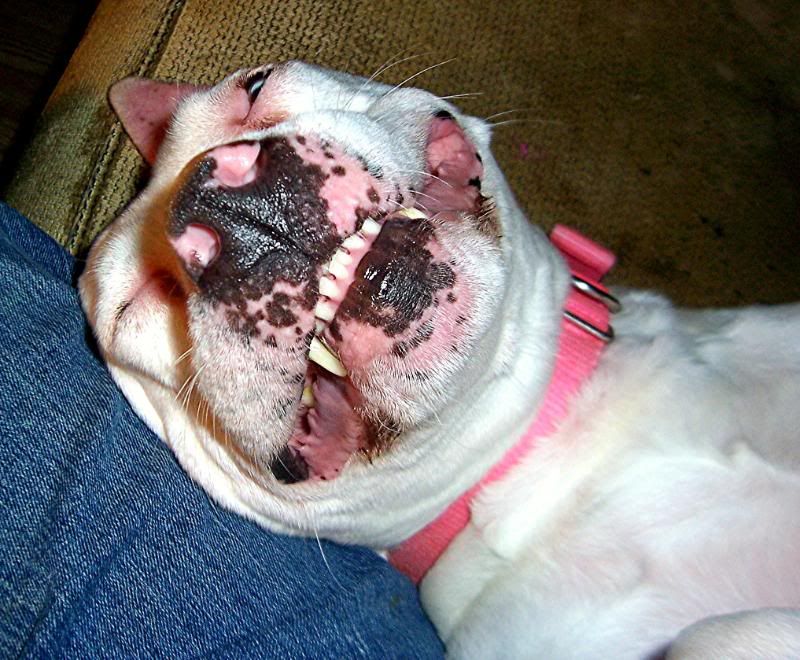 chaserfunnyface1.jpg