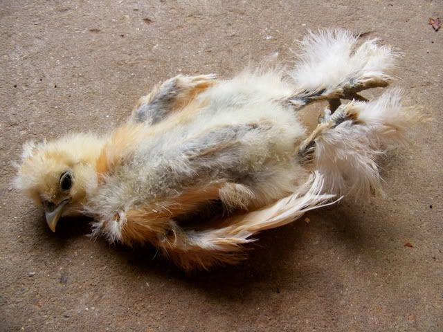 cuckoo055.jpg
