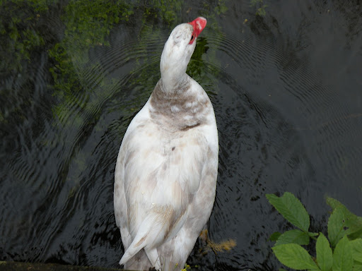 DSCN5441.JPG