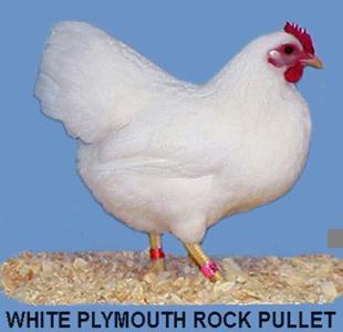 WhRockBtyP.JPEG