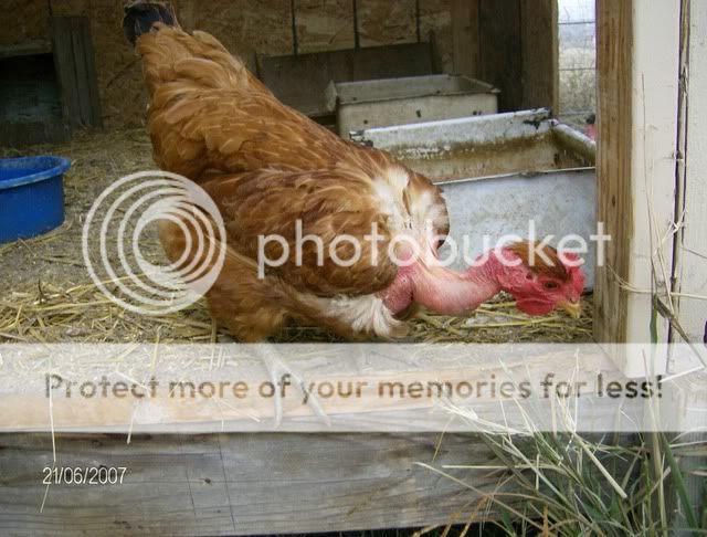 Chickens-December162007009.jpg