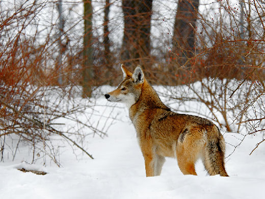red_wolf.jpg