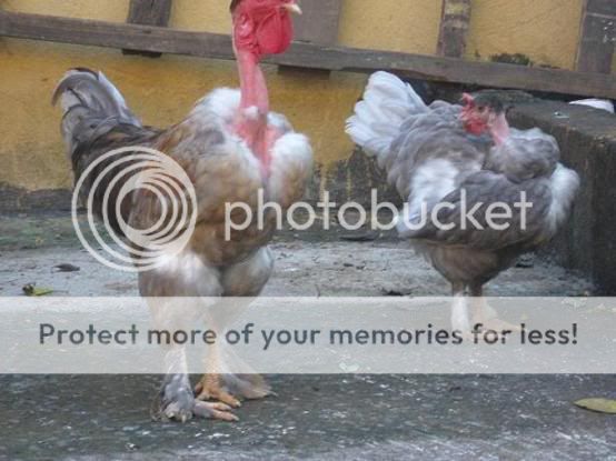BirchenPair1.jpg