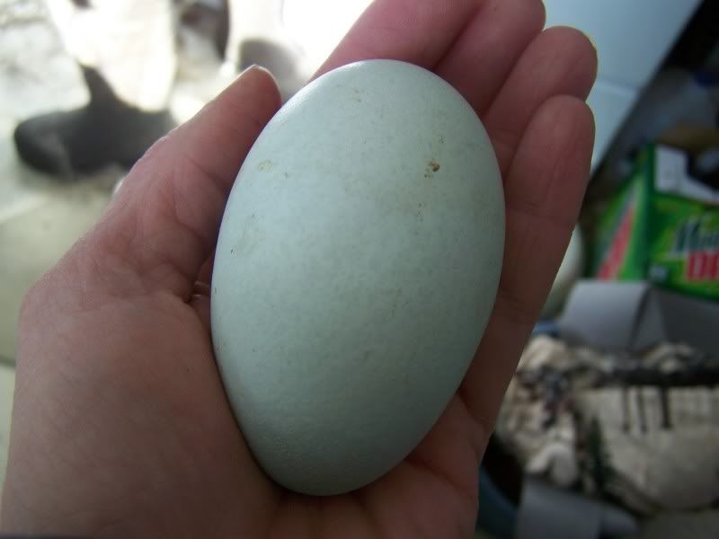 Egg.jpg