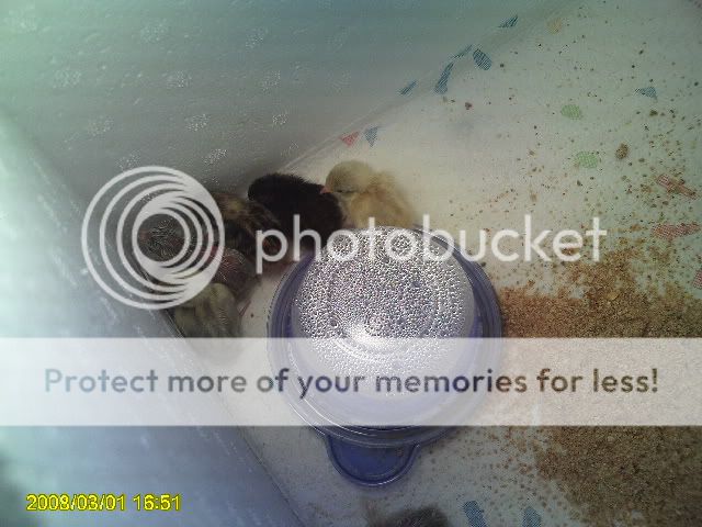 PICT0188.jpg
