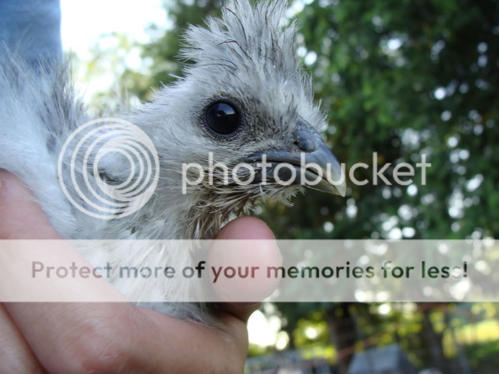 ChickPicks2023.jpg