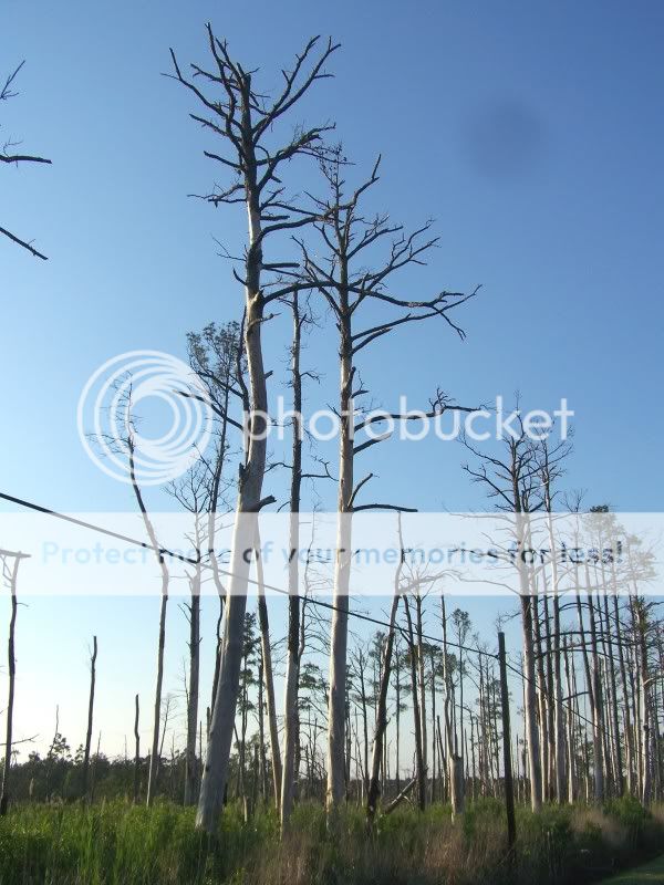 trees8.jpg