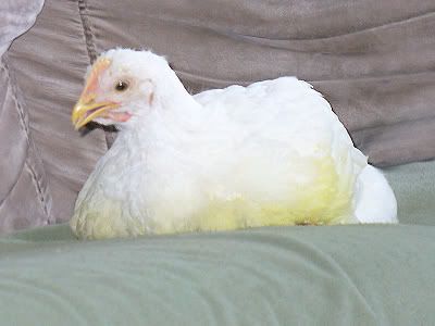 chick_051708.jpg