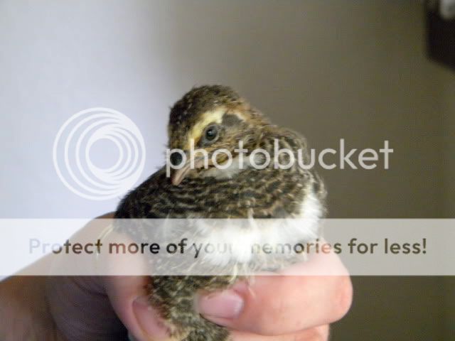 DSCN0349.jpg
