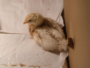 chickencoop036-1.jpg