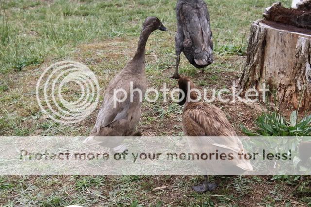 BonnietheBeak005.jpg