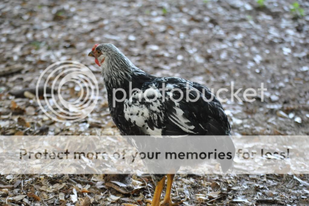 beachandchickens245.jpg
